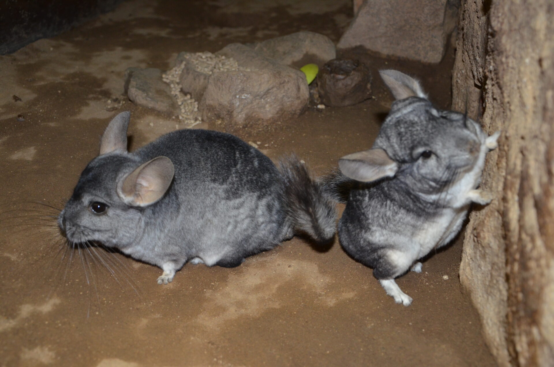 Reserva Nacional Las Chinchillas